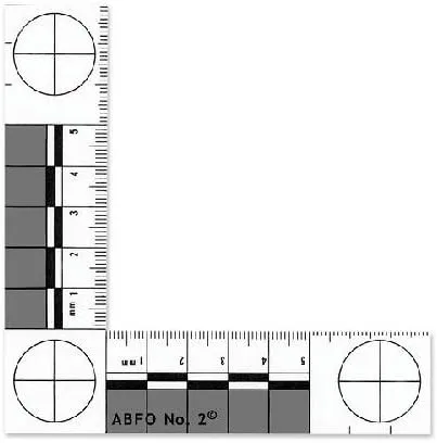 ABFO NO.2 Bitemark Scale