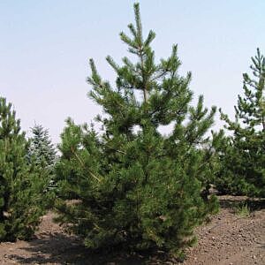 LODGEPOLE PINE (PINUS CONTORTA LATIFOLIA)