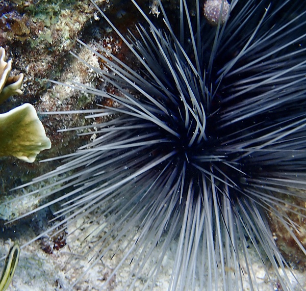 Long Spine Urchin Black S