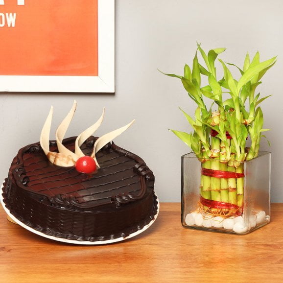 Lucky Bamboo And Choco Cake Lucky Bamboo And Choco Cake