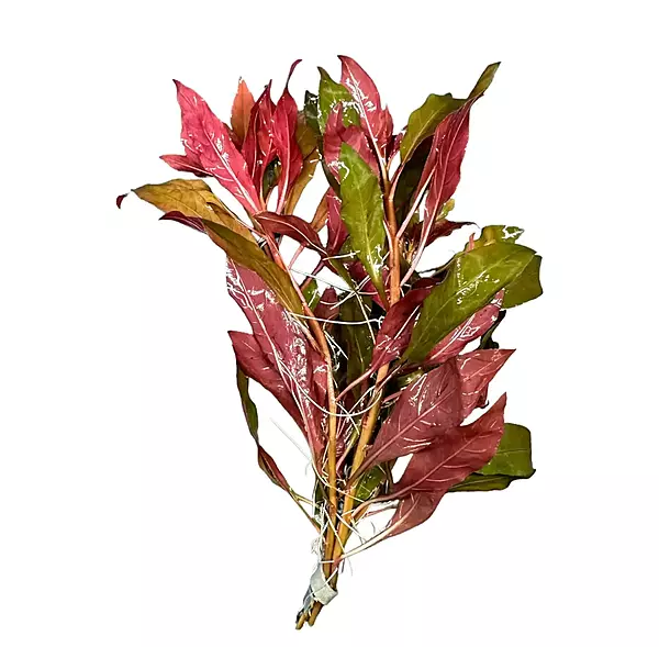 Red Ludwigia Bunch