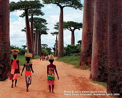 Madagascar Baobabs Notecard