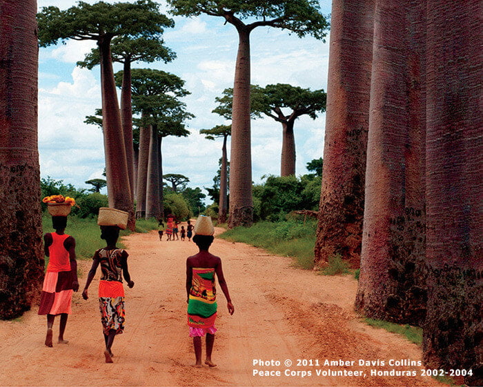 Madagascar Baobabs Notecard