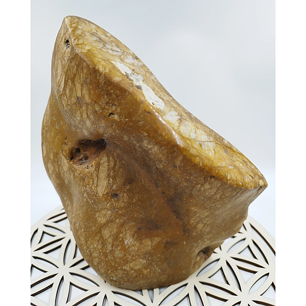 Especimen Madera Petrificada Marron / Xicopalo Marron