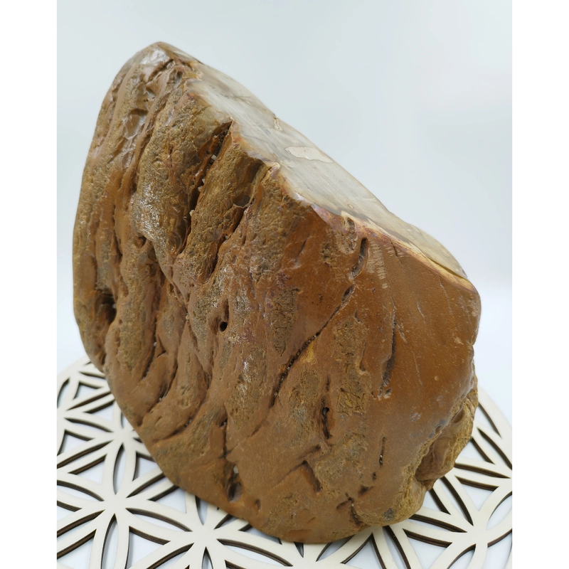 Especimen Madera Petrificada Marron / Xicopalo Marron