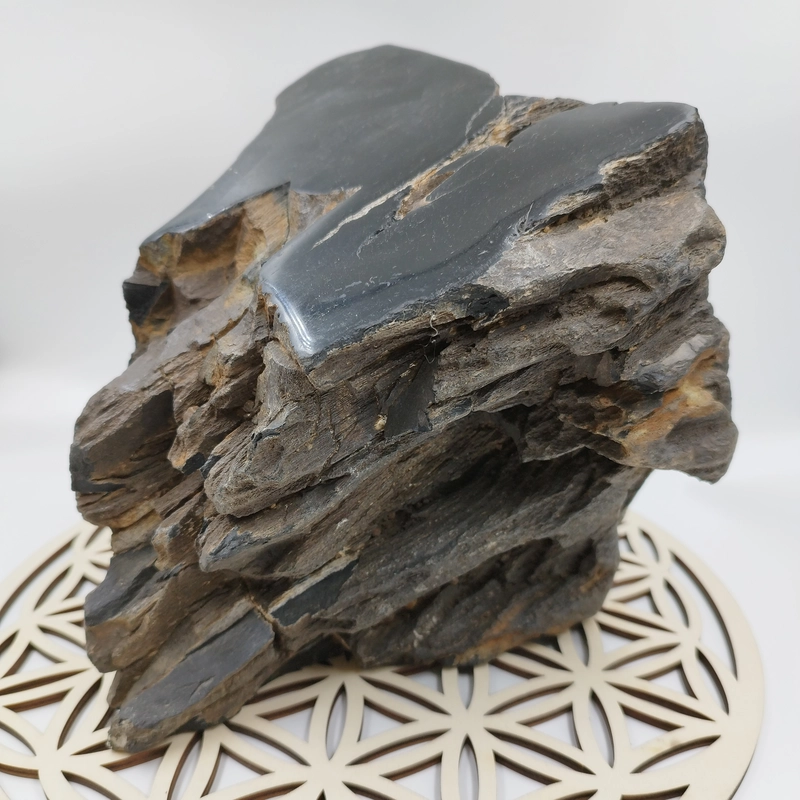 Especimen Madera Petrificada Marron / Xicopalo Marron
