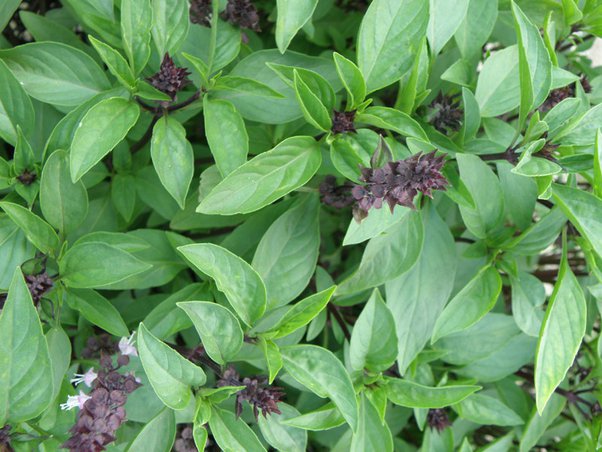 இனிப்பு துளசி |sweet basil