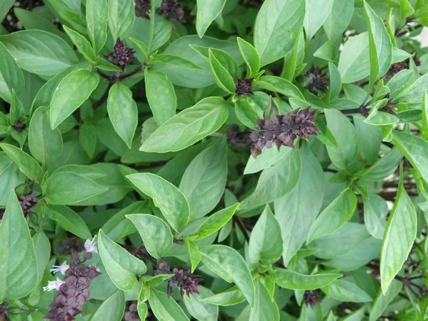 இனிப்பு துளசி |sweet basil