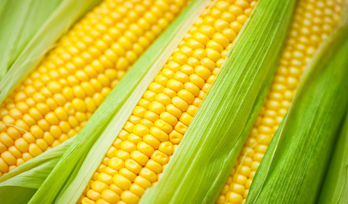 Maize