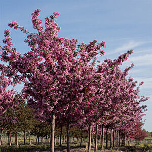 MAKAMIK CRAB (MALUS X 'MAKAMIK')