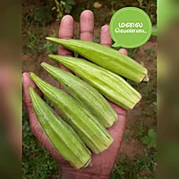 MALAI VENDAI - HILL LADIES FINGER | மலை வெண்டை