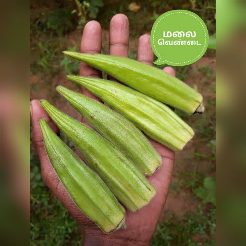 MALAI VENDAI - HILL LADIES FINGER | மலை வெண்டை