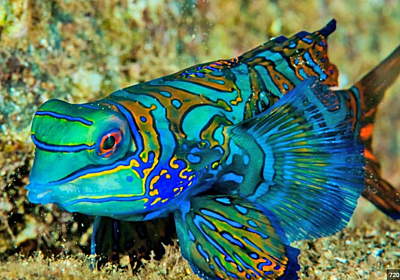 Mandarin Dragonet