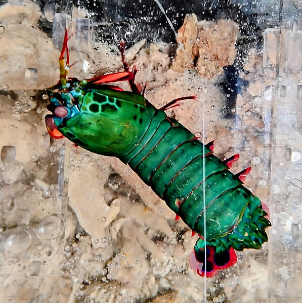 Mantis Shrimp Green XL