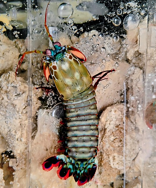 Mantis Shrimp Rainbow XL