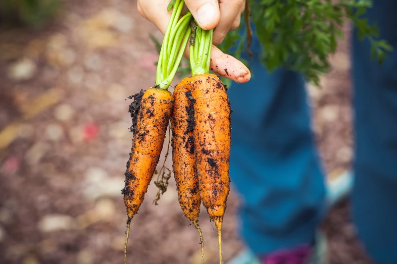 CARROT | கேரட்