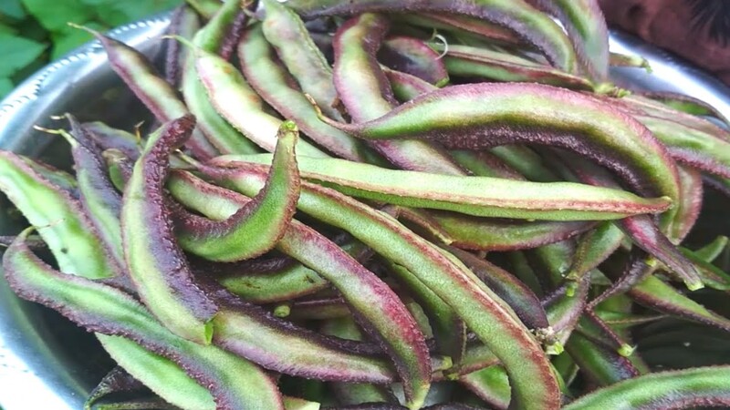 KOLI AVARAI ( LABLAB VIOLET ) (கோழி அவரை)