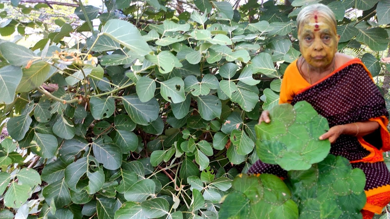 Elaipurasu (இலைபுரசு )