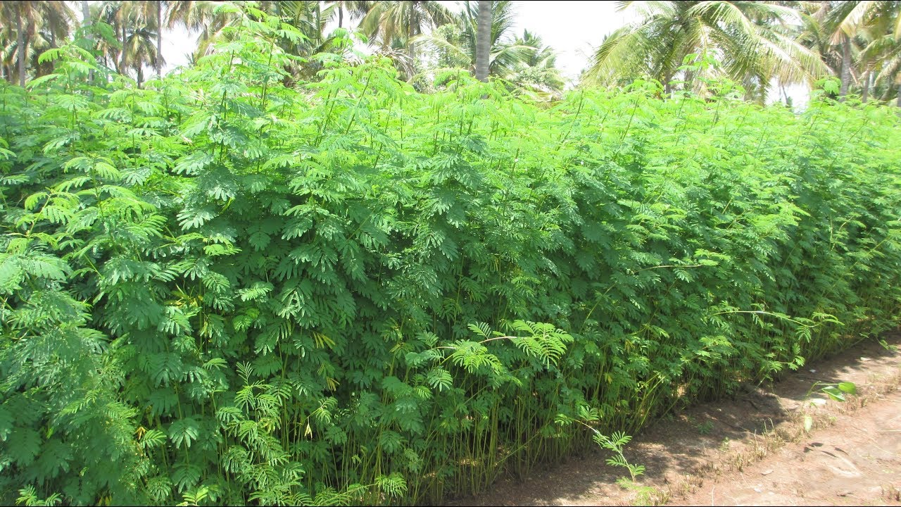 Subabul Tree (சூபாபுல் மரம் )