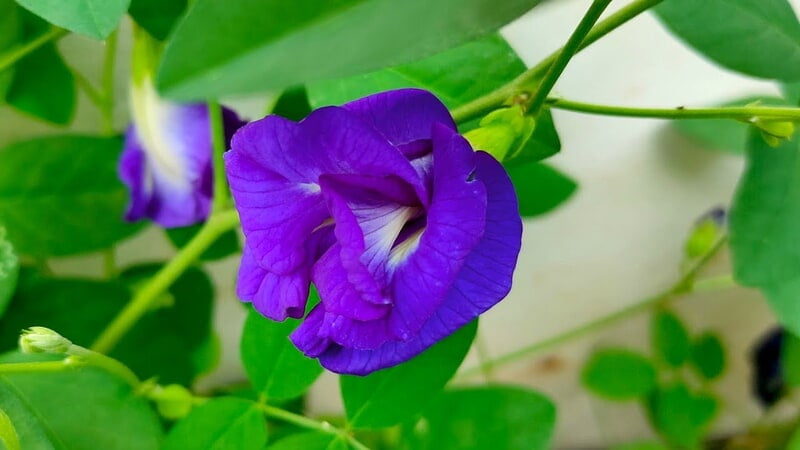 ரோஸ் சங்கு பூ | Rose Sangu Poo