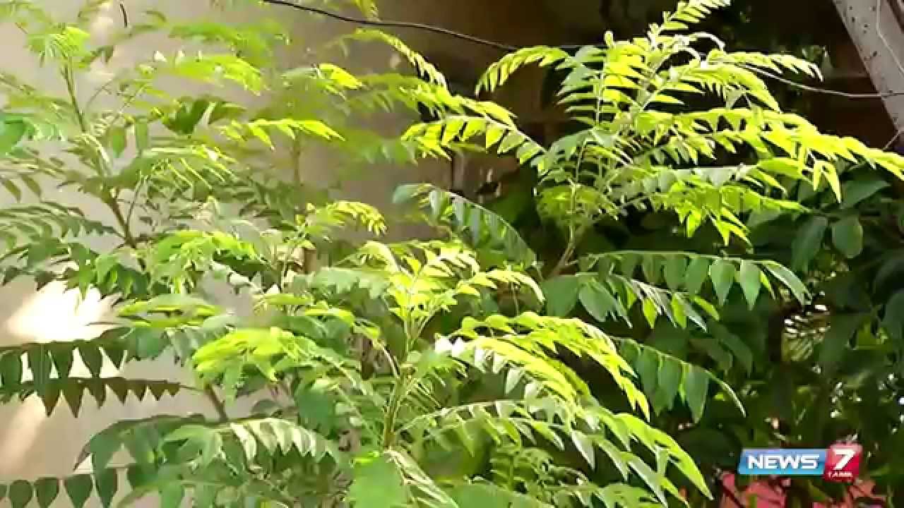 Curry Leaf ( கருவேப்பில்லை )