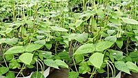 COWPEA VINE - KODI KARAMANI (கொடி காராமணி)