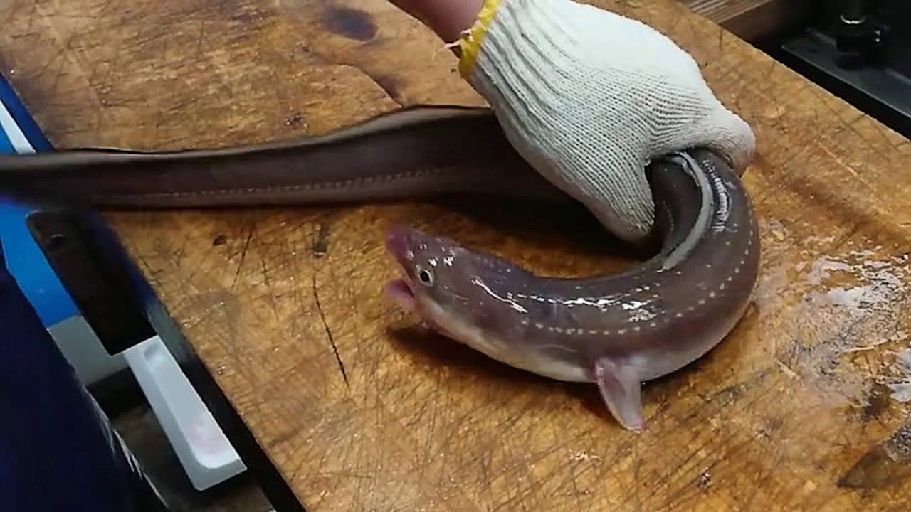 Eel