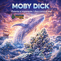 Dr. Nugget Moby Dick THC Flor