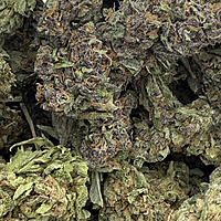 Moby Dick Greenhouse Exotic Orgánica