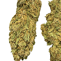 Moby Dick Greenhouse Exotic Orgánica