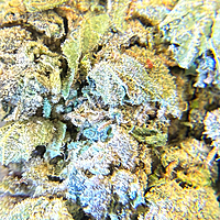 Moby Dick Greenhouse Exotic Orgánica