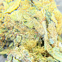 Moby Dick Greenhouse Exotic Orgánica