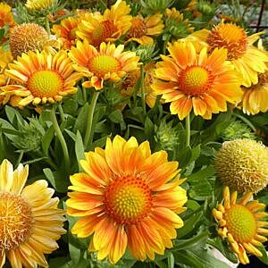 MESA PEACH BLANKET FLOWER (GAILLARDIA GRANDIFLORA 'MESA PEACH')