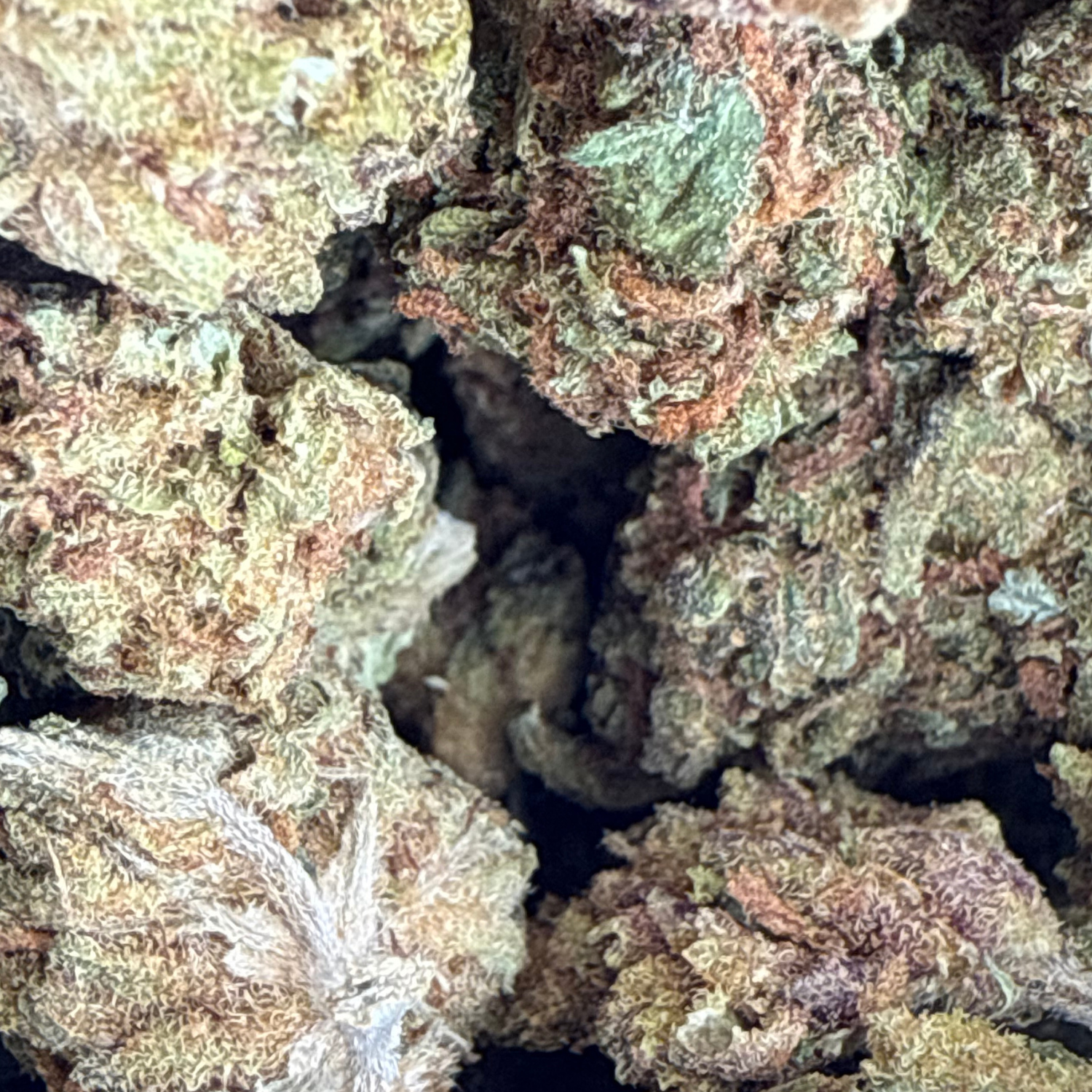 Mango Caribbean Greenhouse Exotic