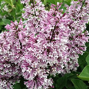 MISS KIM DWARF LILAC (SYRINGA PATULA 'MISS KIM')