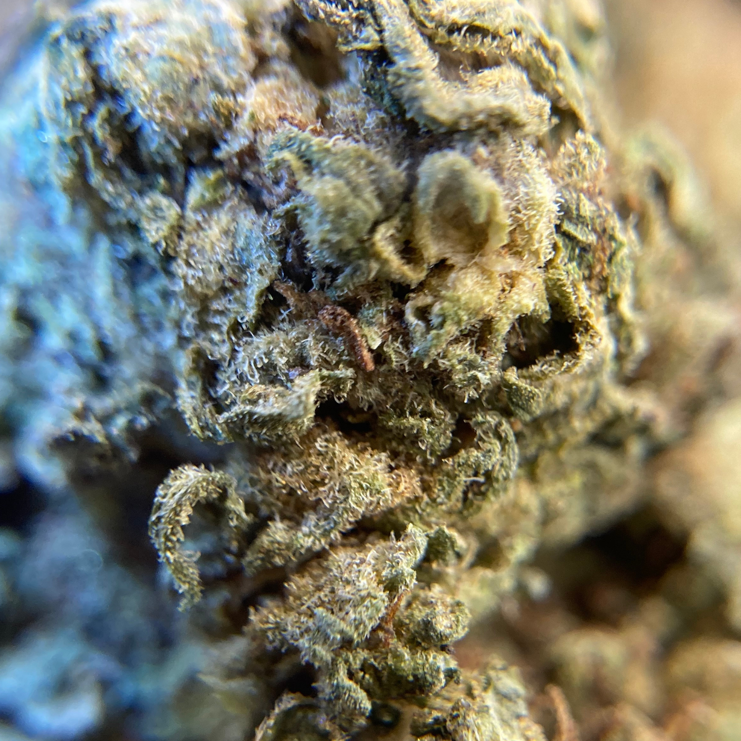 Master Kush Exterior Premium