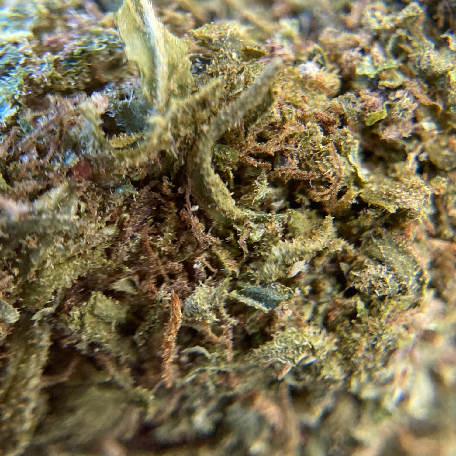 Master Kush Exterior Premium