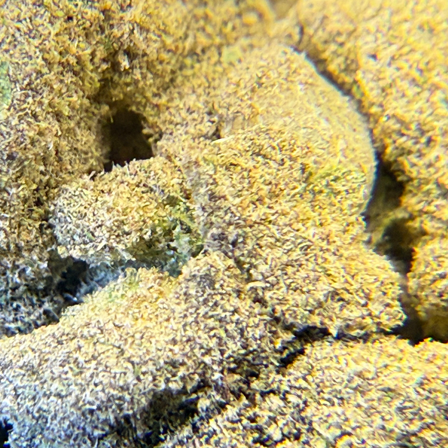 Moon Rock Exterior Standard