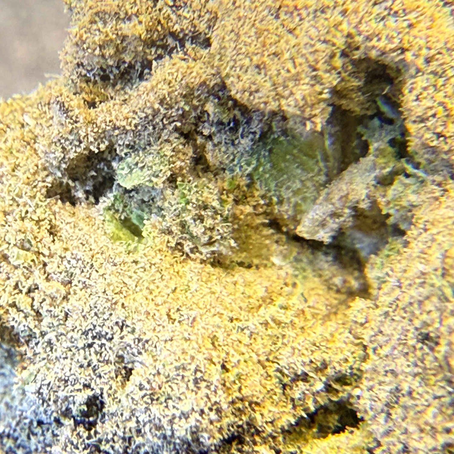 Moon Rock Exterior Standard