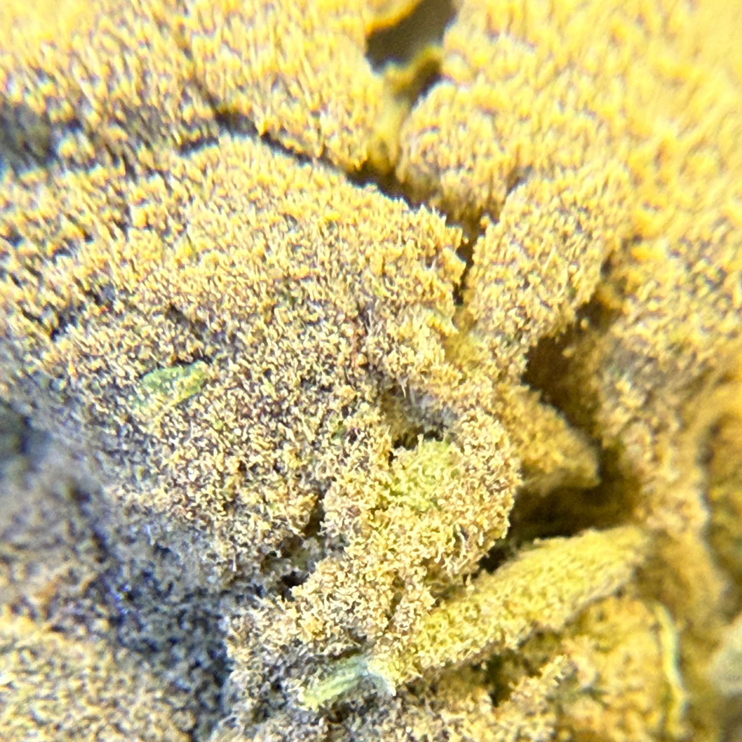 Moon Rock Exterior Standard