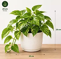 Money Plant / Scindapsus