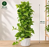 Money Plant / Scindapsus