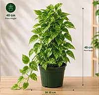 Money Plant / Scindapsus
