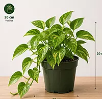 Money Plant / Scindapsus