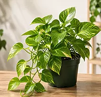 Money Plant / Scindapsus