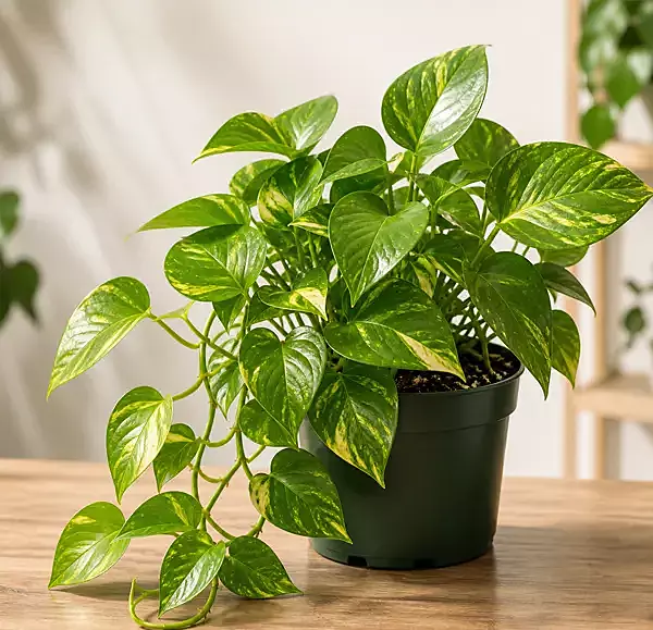 Money Plant / Scindapsus