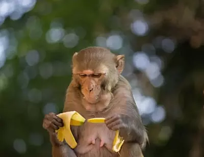 Monkey Feeding Seva in Govardhan (Single Day)