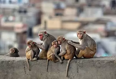 Govardhan Parikrama Special