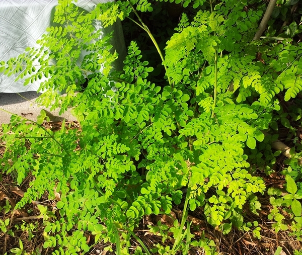 PLANT MORINGA (செடி முருங்கை)