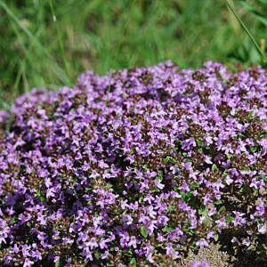 MOTHER-OF-THYME (THYMUS SERPYLLUM)
